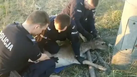 Grudziądz: policjanci uwolnili zaplątanego w siatkę daniela