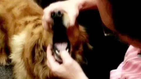 20 tys. dolarów w psiej kupie