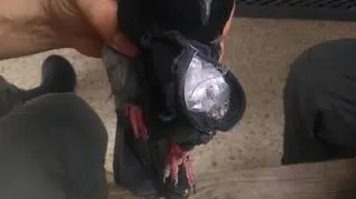 Gołąb przemycał narkotyki w małym kuferku