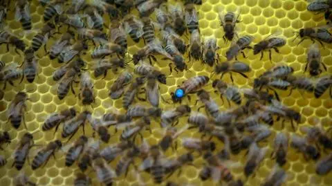 Pszczoły znalazły swoje miejsce