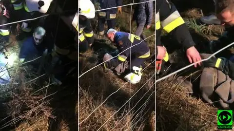 Strażacy wyciągnęli psa ze studzienki (wideo bez dźwięku)