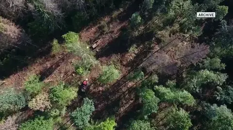 European Court of Justice ruling on logging in Bialowieza forest