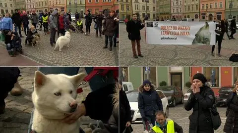 Wrocław: akcja "zawyj dla wilka"