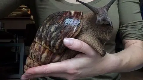 Achatina. Afrykański ślimak lądowy podbija internet