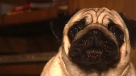 Czy wiesz ile lat ma twój pies?