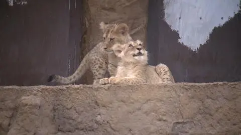 Cztery lwiątka z gdańskiego zoo. Najciekawsze wideo tygodnia tvn24.pl
