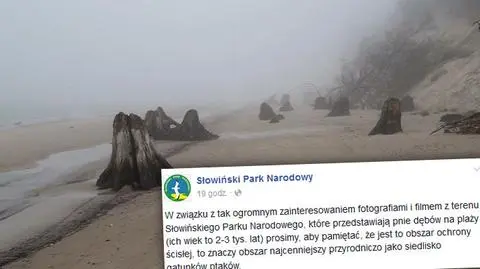 Bałtyk odsłonił las sprzed tysięcy lat