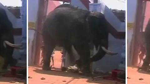 Słoń stratował trzy osoby