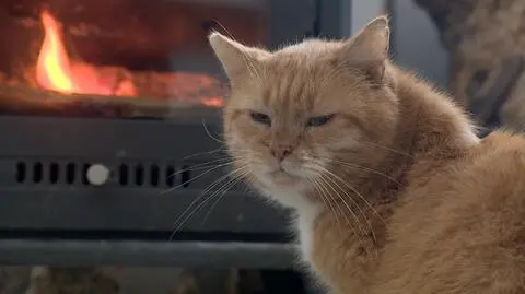 Adoptuj "Bońka". Jest rudy, sympatyczny i załatwi bilet na mecz