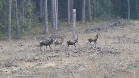 Las Warmiński jest rezerwatem