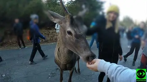 Tatry. Przyrodnicy ostrzegają przed dokarmianiem dzikich zwierząt