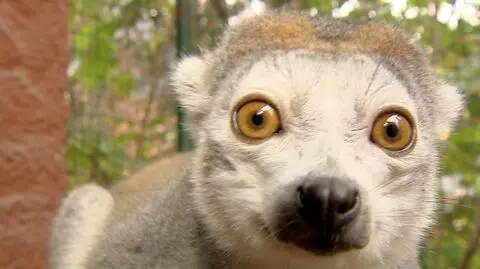 Wrocław. Lemury koroniaste zamieszkały w zoo