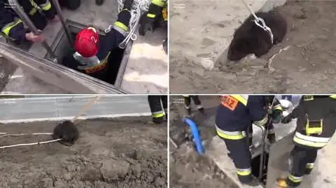 Bóbr utknął w dwumetrowej dziurze. Z pomocą pospieszyli mu strażacy