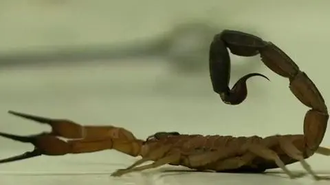 Jad skorpiona sposobem na ból? Kubańczycy uważają jego skład za bezcenny