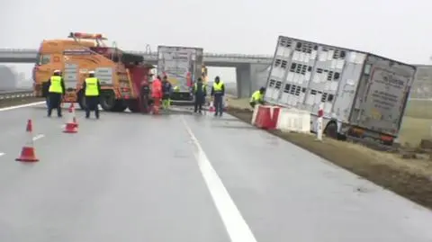 Wypadek na autostradzie A2. Przewrócona ciężarówka przewożąca świnie