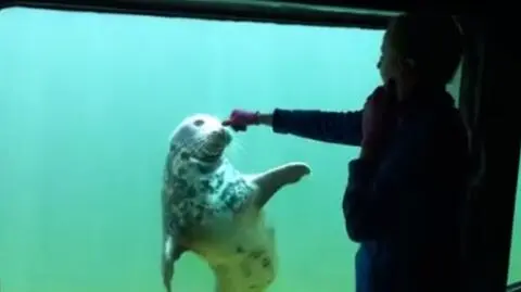 Hel: Ćwiczenia fok w Helu