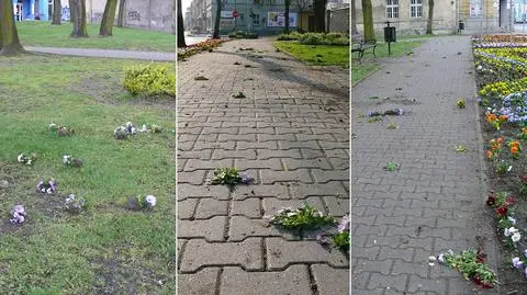 Kobiety zniszczyły klomby z bratkami
