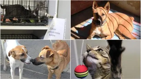 Przez wakacje przybyło zwierząt w schronisku