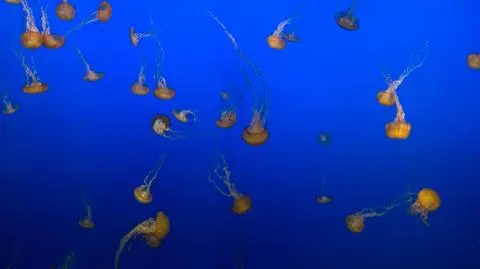 Inwazja meduz na Costa del Sol. Tysiąc osób ucierpiało