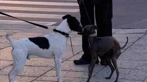 Policja umorzyła sprawę Łatka