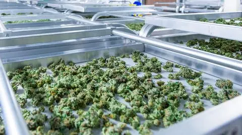 Medyczna marihuana dostępna w Polsce ["Fakty po Południu" z 17.12.2018 r.]