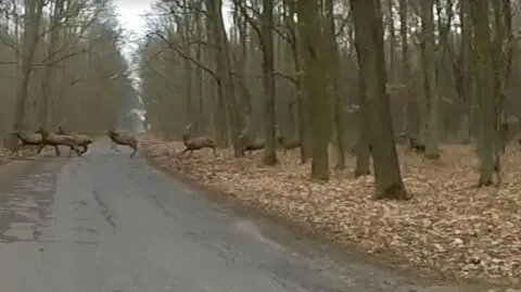 Szarża stada jeleni przed grupą rowerzystów