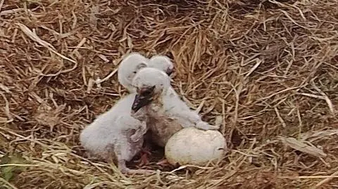 Kłopot z młodymi bocianami. Pięćdziesiąt jaj, pięć pisklaków