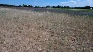 Polish farmers suffered heavy losses due to drought and floods