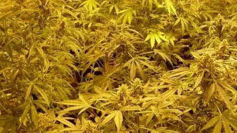 "Profesjonalnie przygotowana linia produkcyjna marihuany"