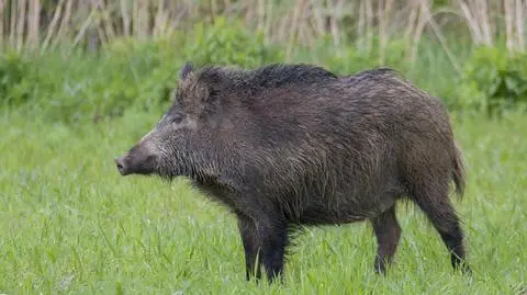 Dziki coraz częściej odwiedzają ludzkie siedliska i podchodząc coraz bliżej miast