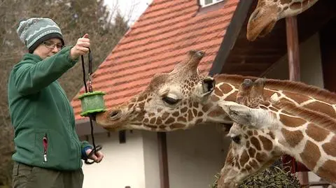 Podarunki dla żyraf z wrocławskiego zoo