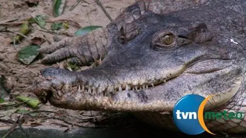 Uciekło 100 krokodyli. Skorzystały z powodzi
