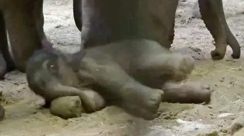 W niewoli słonie rodzą się bardzo rzadko