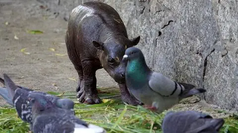 Wrocław: hipopotam karłowaty urodził się w zoo