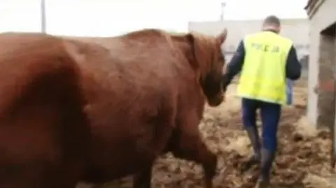 Znęcał się nad koniem. Trafi na półtora roku do więzienia