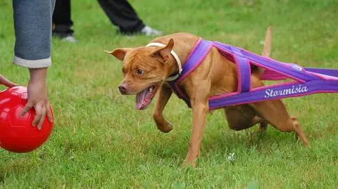 Zobacz co potrafią pitbulle 