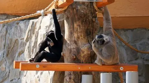 Gibony spędzają czas na obserwacji 