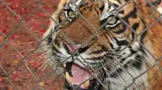 Tygrys zaatakował właściciela zoo pod Turynem we Włoszech