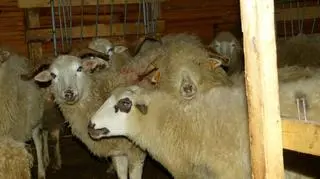 Baca zaniedbał owce