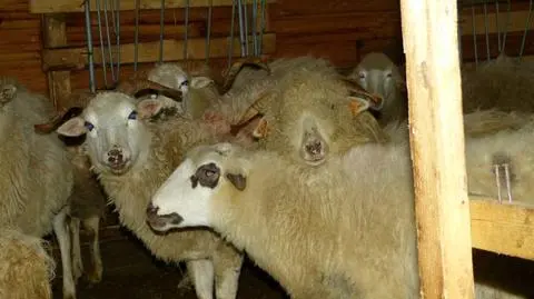 Szczyrk. Juhas znęcał się nad owcami - jest akt oskarżenia