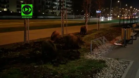 Mieszkańcy Marek zaczęli bać się dzików