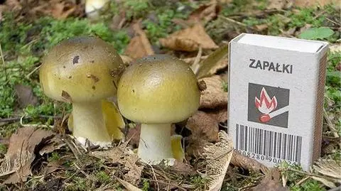 Zmarło dziecko zatrute grzybami