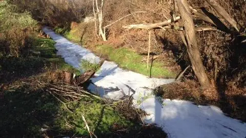 Śnięte ryby w dopływie Warty.