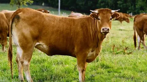 Muzułmanie apelują do Boniego ws. zakazu uboju rytualnego 