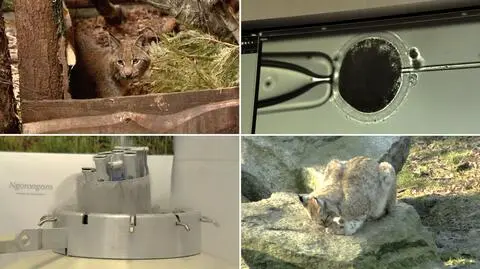 Metoda in vitro może uratować dzikie koty