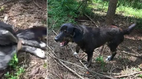 Zarzuty za przywiązanie psa do drzewa i pozostawienie go w lesie