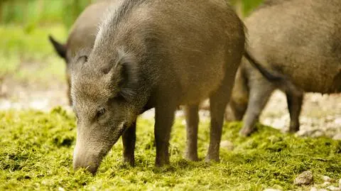 Dziki problem Katowic. Mieszkańcy nie chcą "safari", strażnicy miejscy rozkładają ręce