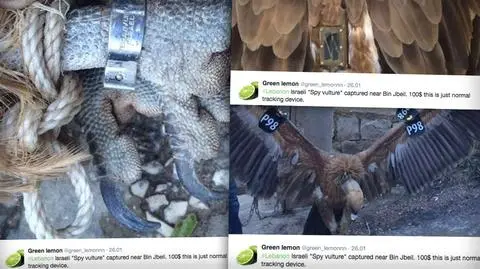 Sęp izraelskim szpiegiem? W Libanie schwytano sępa