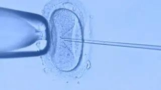 Poznań będzie finansować zabiegi in vitro. „Możemy pokazać, jak ważna w Poznaniu jest wolność”