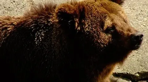 Alaska walczy o ropę z misiami